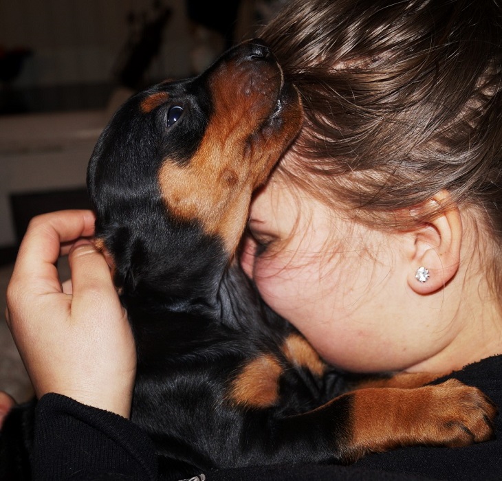 Pinscher * Xélanc Beauty Blitz 5 veckor
